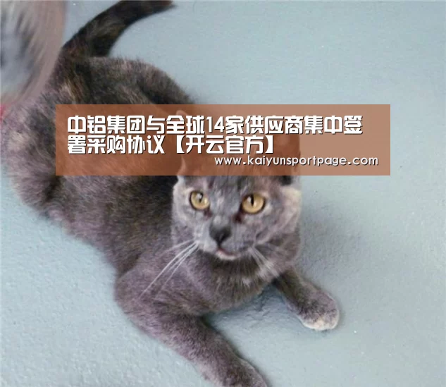 开云导航